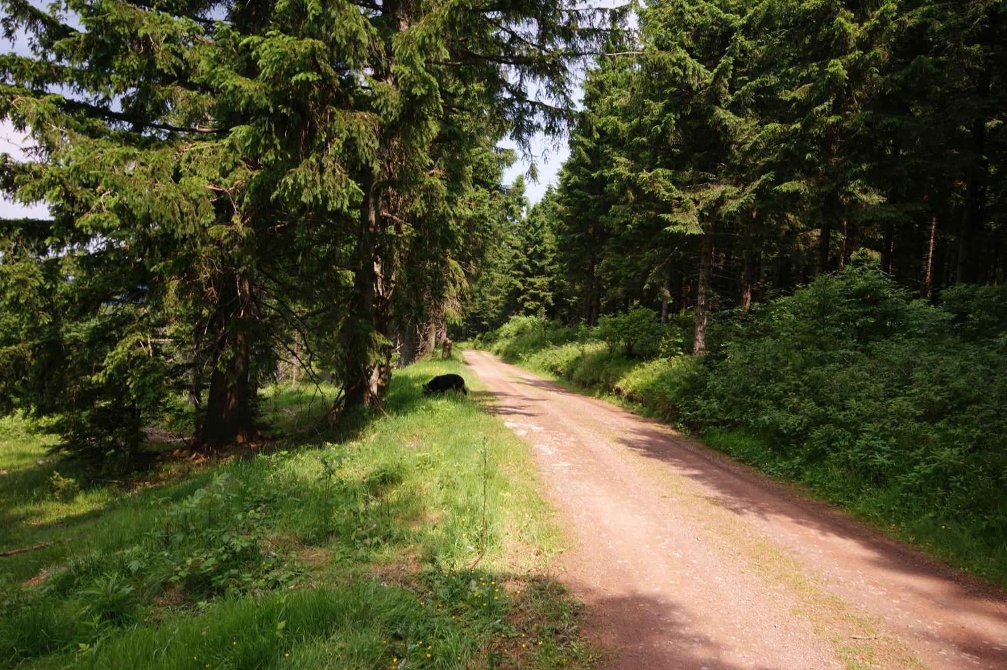 Hoehengasthaus Kolmenhof An Der Donauquelle Фуртванген Экстерьер фото