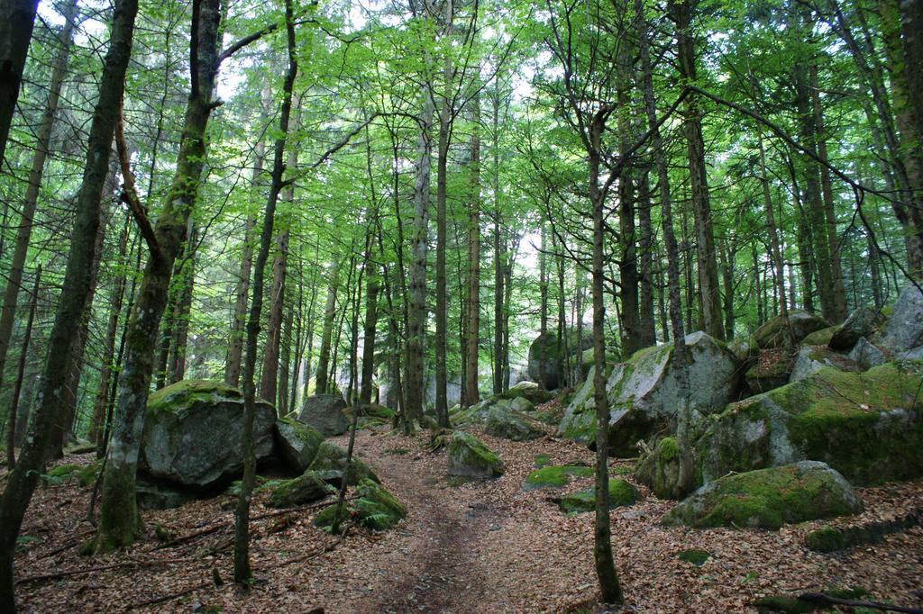 Hoehengasthaus Kolmenhof An Der Donauquelle Фуртванген Экстерьер фото