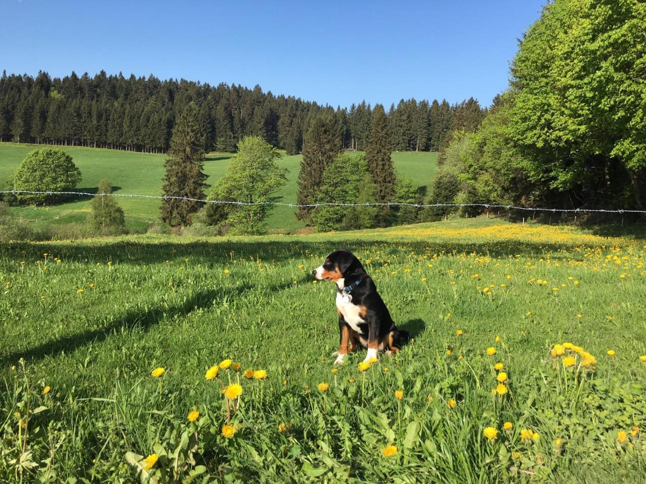 Hoehengasthaus Kolmenhof An Der Donauquelle Фуртванген Экстерьер фото